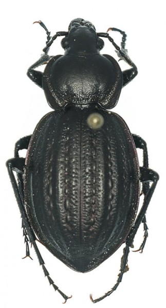 Carabus_Korbous.jpg