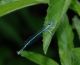 Coenagrion-Soriano.jpg