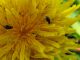 dscf7008b.jpg