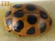 Calvia_duodecimmaculata1.jpg