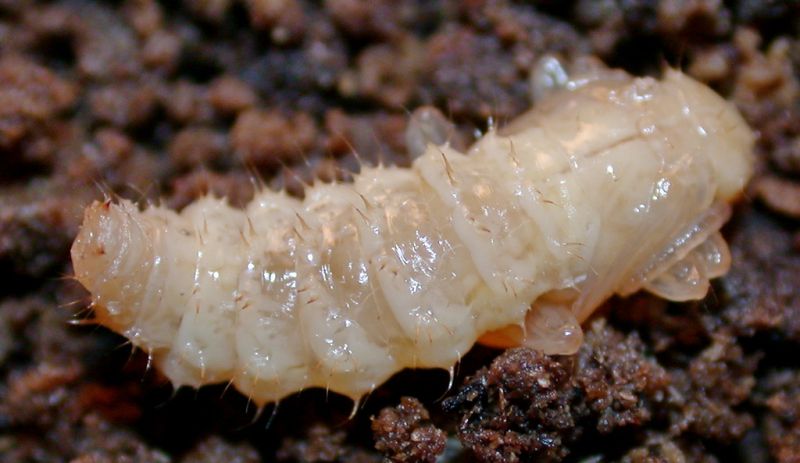 pupa4.jpg