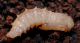 pupa3.jpg