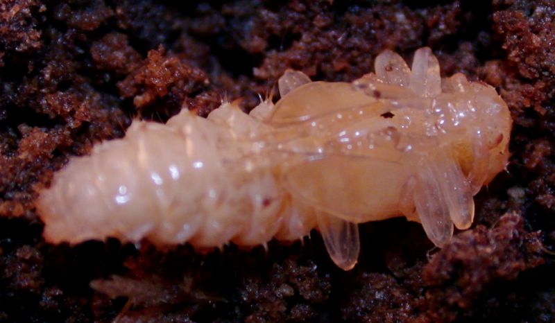 pupa 1.jpg