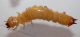 larva1.jpg