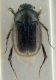 Omaloplia-2.jpg