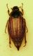 (Scarabeidi) Melolontha melolontha 02.JPG