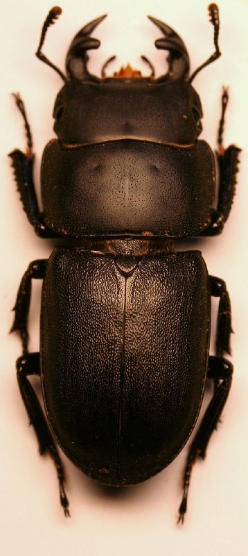 (Lucanidi) Dorcus parallelepipedus.JPG