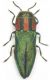 Cratomerus_sp_Grecia_Ioannina_Papigo.jpg