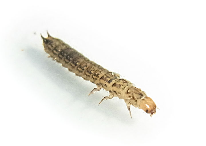 Larva coleottero1.jpg
