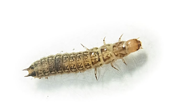 Larva coleottero 2.jpg