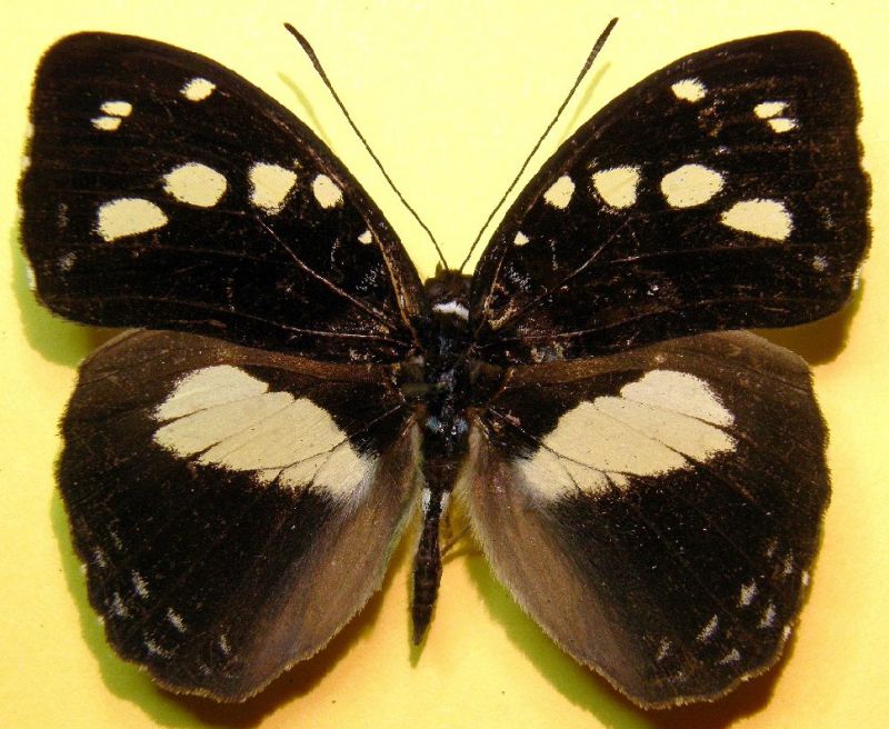 Aterica galene (2).jpg