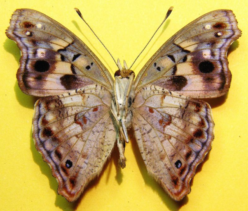 Apaturopsis cleochares Hewitson, 1873 (3).jpg