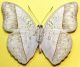 Cymothoe caenis Dryry, 1773 (2).jpg