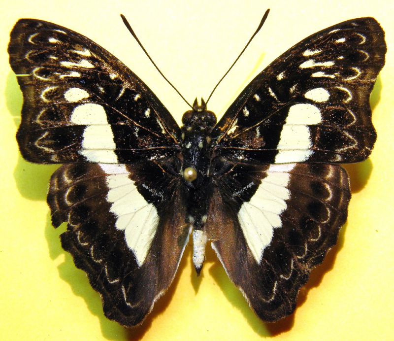 Euptera pluto occidentalis Chovet, 1998 (2).jpg