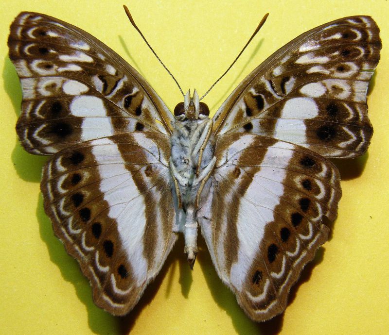 Euptera pluto occidentalis Chovet, 1998 (3).jpg