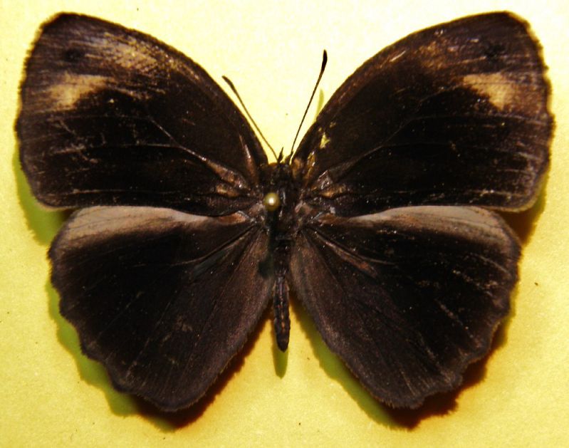 Byciclus mandanensis Hewitson, 1873 (4).jpg