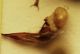 (Carabidi) Harpalus sp. 01d.JPG