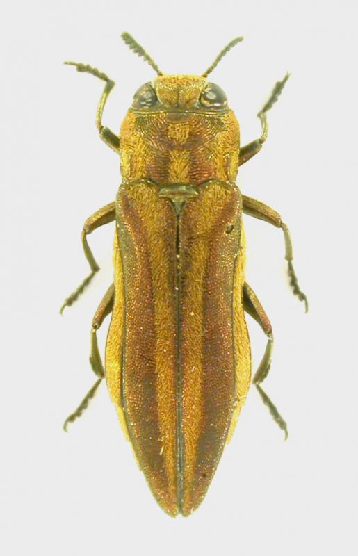 Agrilus Marocco.jpg