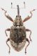 Caldara_Manziana_24-III-2013_5,3mm_grey.jpg