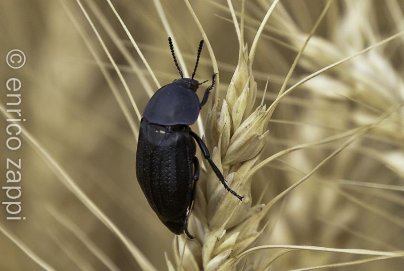 insetto e grano ridotto-3437.jpg