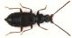 Geodromicus kunzei.jpg