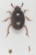 Leiodidae Mte Orello1.JPG