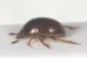 Leiodidae Mte Orello2.JPG