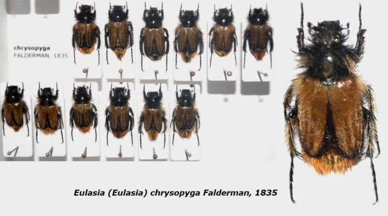 Eulasia (Eulasia) chrysopyga Falderman, 1835..JPG