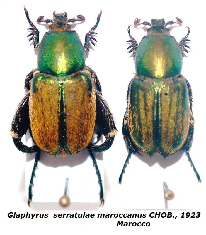 Glaphyrus  serratulae maroccanus CHOB., 1923.JPG