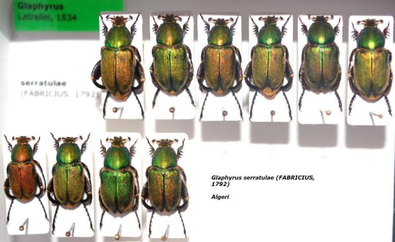 Glaphyrus serratulae (FABRICIUS, 1792).JPG