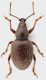 Arammichnus_Focene_27-III-2013_6,2mm_grey.jpg