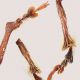 Arammichnus_Focene_27-III-2013_6,2mm_zampe.jpg