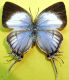 Iolaus eurisus Cramer 1779 (6).jpg