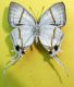 Hypolycaena antifaunus Westwood 1851 (6).jpg