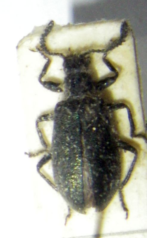 Lagriinae.jpg