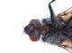 2Tachinidae_Olmedo_suCarabus_8,25mm_sfarf12_IV_2009.jpg