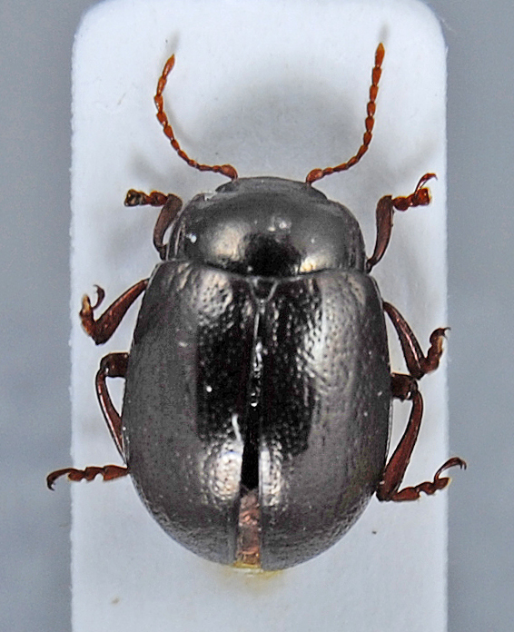 Chrysomelidae.jpg