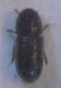 Hypothenemus 004 A.jpg