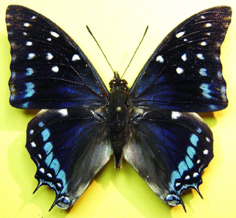 Charaxes etesippe Godart 1824 (2).jpg