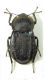 anachoreta m 01.jpg