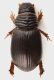 Psammodius_basalis_Maccarese_2-IV-2013_4,6mm_grey.jpg