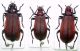 Pyrochroa serraticornis.jpg