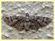 Geometridae - Anzio - 27.3.2013.jpg