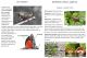 anteprima-ebook-orthoptera.jpg