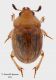 Nitidulidae.JPG.jpg