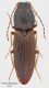 Elateridae01_Foce-Belice_6-IV-2013.jpg