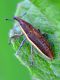 DSC_4169_lixussp1.jpg