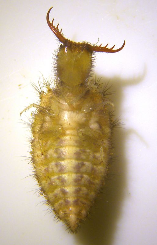 larva formicaleone 003 copia.jpg