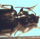 agonum 4.jpg