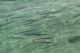 Pianosa 6aprile201328.JPG
